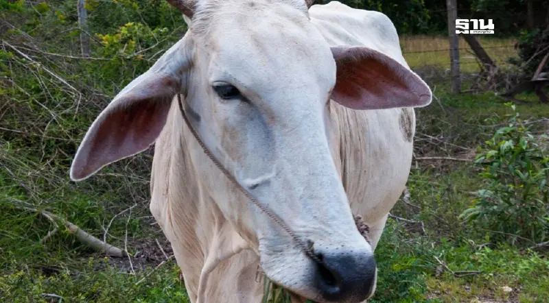 อัปเดตสถานการณ์โรคแอนแทรกซ์ พบป่วยเพิ่ม 1 ราย เสี่ยงสัมผัส 638 ราย