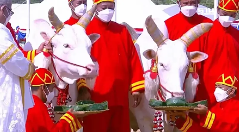 วันพืชมงคล ประวัติ พระราชพิธีพืชมงคลจรดพระนังคัลแรกนาขวัญ วันพืชมงคล ประวัติ พระราชพิธีพืชมงคลจรดพระนังคัลแรกนาขวัญ