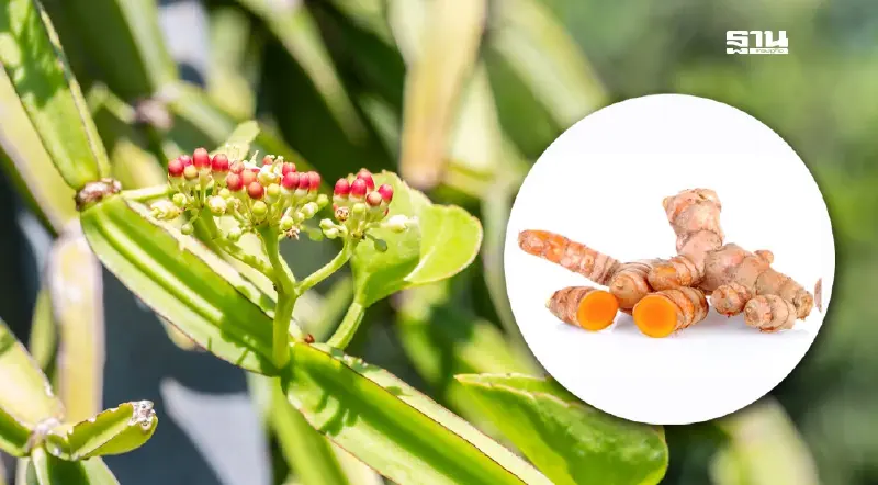 ส.อ.ท.หนุนรัฐดันสมุนไพรสู่ระบบบริการสุขภาพ ปูทางสู่ฮับอาเซียน