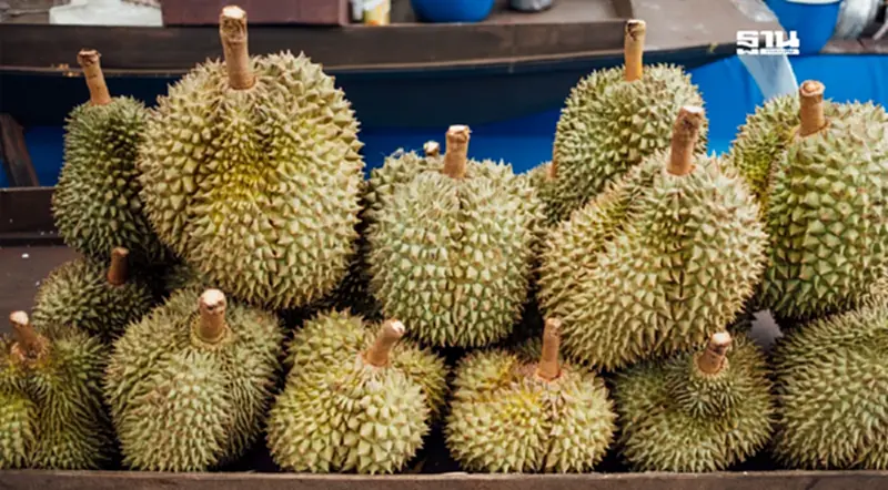 อัพเดตราคาทุเรียนวันนี้ ตลาดไท–สี่มุมเมือง ปรับลงเล็กน้อย กิโลละกี่บาท อัพเดตราคาทุเรียนวันนี้ ตลาดไท–สี่มุมเมือง ปรับลงเล็กน้อย กิโลละกี่บาท