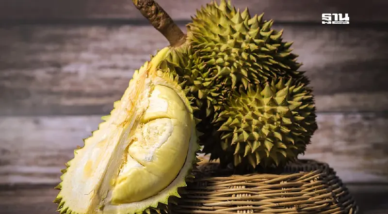 เช็กราคาทุเรียน วันนี้ ตลาดไท-สี่มุมเมือง หมอนทอง กิโลละเท่าไหร่