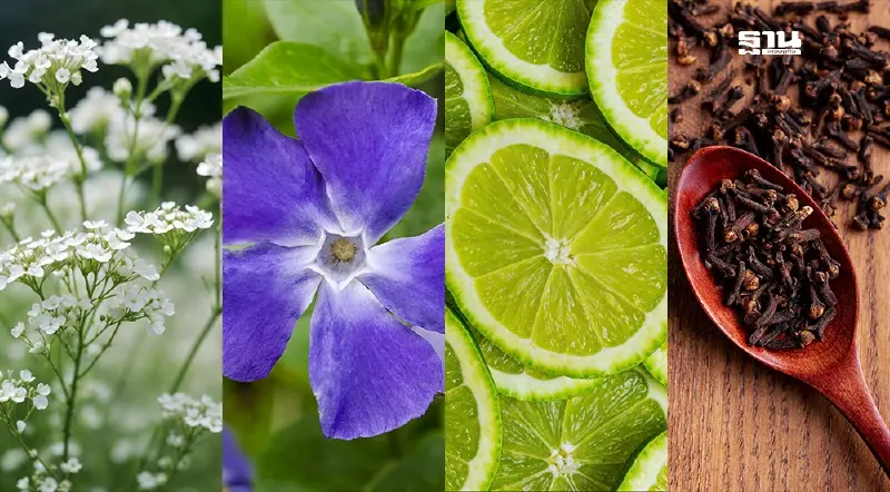 วันงดบุหรี่โลก กรมแพทย์แผนไทยฯ แนะ 5 สมุนไพรไทยช่วยเลิกบุหรี่ได้