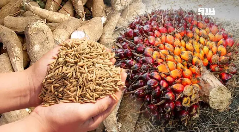 ข้าวเปลือก-มันสำปะหลัง-ปาล์ม วันนี้ ราคากิโลละเท่าไหร่เช็ก ข้าวเปลือก-มันสำปะหลัง-ปาล์ม วันนี้ ราคากิโลละเท่าไหร่เช็ก