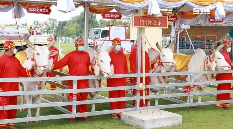 ถ่ายทอดสด พระราชพิธีจรดพระนังคัลแรกนาขวัญ วันพืชมงคล 2568