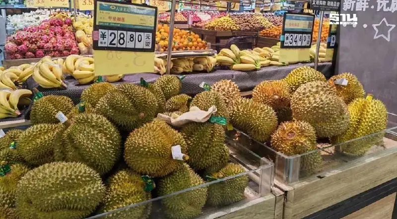 สำรวจ “ทุเรียนไทย” ฟีเวอร์ เหตุใดยังครองใจผู้บริโภคชาวจีนเหนียวแน่น สำรวจ “ทุเรียนไทย” ฟีเวอร์ เหตุใดยังครองใจผู้บริโภคชาวจีนเหนียวแน่น