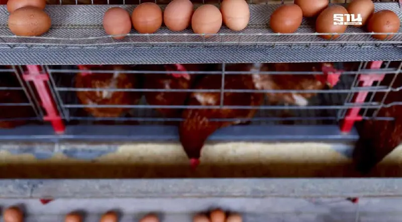 เจาะลึกราคาไข่ทั่วโลก 2025 ประเทศไหนจ่ายแพงสุด-ถูกสุด