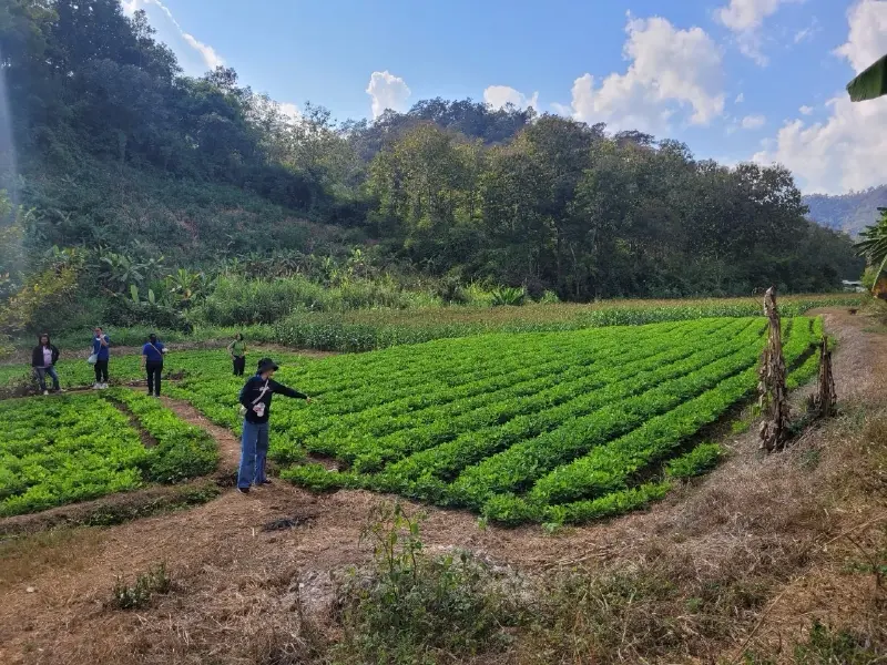 "ถั่วลิสง" สร้างรายได้ดี สศก.แนะเกษตรกรปลูกแทนข้าวนาปรัง "ถั่วลิสง" สร้างรายได้ดี สศก.แนะเกษตรกรปลูกแทนข้าวนาปรัง
