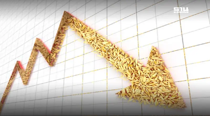 ผลผลิตล้นโลก-ข้าวไทยส่อดิ่งต่อ โบรกเกอร์ชี้เสี่ยงแตะตันละ 4 พัน