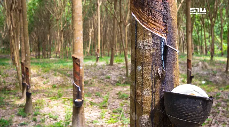 ยางพาราไทยพร้อมมาก รับกฎ EUDR กยท.เร่งขึ้นทะเบียน 20 ล้านไร่ ดันส่งออก