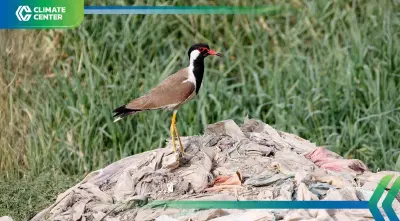 วิกฤตสูญพันธุ์ เตือนนก 500 สายพันธุ์อาจหายไปในศตวรรษนี้