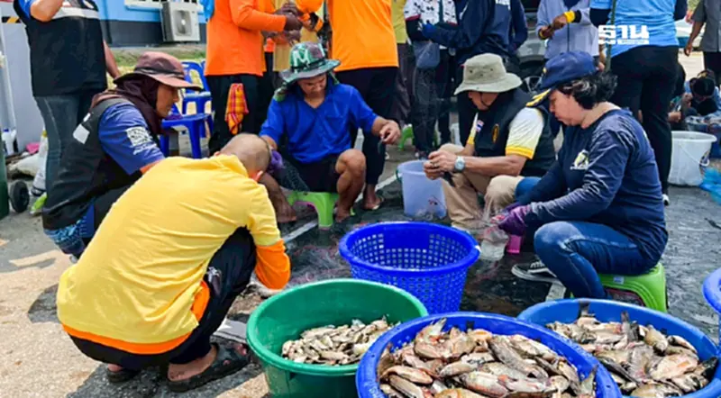 พลังชาวเพชรบุรีช่วยปราบ“ปลาหมอคางดำ”พลิกสู่โอกาสสร้างรายได้ พลังชาวเพชรบุรีช่วยปราบ“ปลาหมอคางดำ”พลิกสู่โอกาสสร้างรายได้