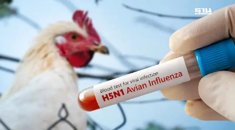 เฝ้าระวังเข้ม "ไข้หวัดนก" ชายแดนหลังกัมพูชาพบป่วยเพิ่มรายที่ 7