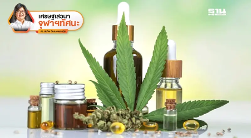3 ปีกัญชาเสรี ใครได้ ใครเสีย 3 ปีกัญชาเสรี ใครได้ ใครเสีย