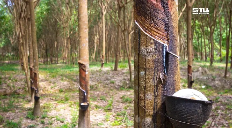 กยท.ลุยดันราคายางพารา 70 บาท ห่วงภาษีทรัมป์-บาทแข็งตัวถ่วง