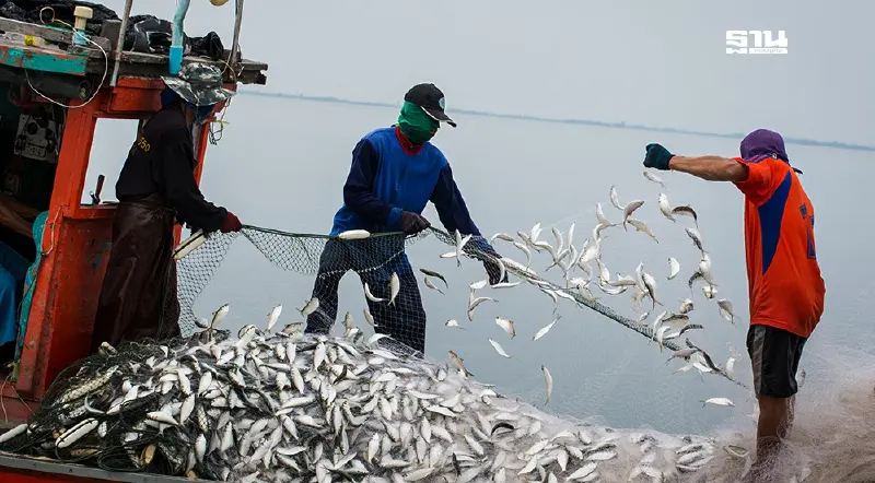 แรงงานชาวประมงกัมพูชา เมินกลับบ้าน ชี้ไทยรายได้ดีกว่า วันละ 350 –400 บาท