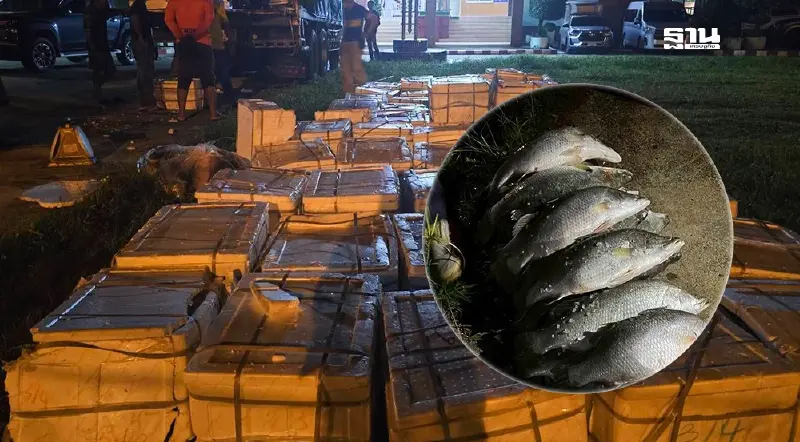 กรมประมงจับคาด่านสุไหงโกลก ลักลอบนำเข้าปลากะพงขาวกว่า 7 ตัน