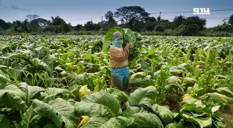 คลังเผยเกษตรกรเชื่อมั่นเพิ่ม จับตาเศรษฐกิจ-การเมืองไม่แน่นอน