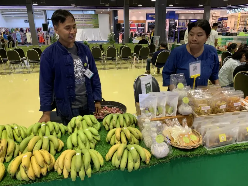 สศท.เผยสูตร ปั้นกล้วยหอม GI ชัยภูมิส่งออก โกยรายได้ 36 ล้าน สศท.เผยสูตร ปั้นกล้วยหอม GI ชัยภูมิส่งออก โกยรายได้ 36 ล้าน