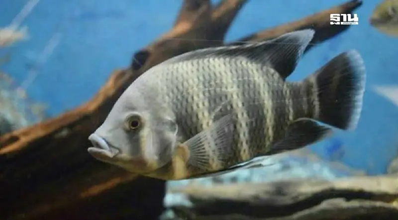 ปลาหมอบัตเตอร์ ภัยคุกคามระบบนิเวศน้ำจืด เข้ามาไทยได้อย่างไร?