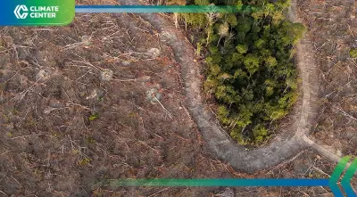 COP30 บราซิลเดิมพันเศรษฐกิจป่าไม้ เร่งพิสูจน์มูลค่าป่าแอมะซอน