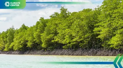 DITTO ออก 40 ล้านกรีนโทเคน ระดมทุนปลูกป่าชายเลน สร้างคาร์บอนเครดิต