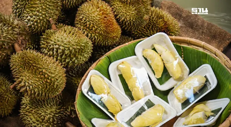 เช็กราคาทุเรียนวันนี้ ตลาดไท–สี่มุมเมือง ขายกิโลละกี่บาท เช็กราคาทุเรียนวันนี้ ตลาดไท–สี่มุมเมือง ขายกิโลละกี่บาท