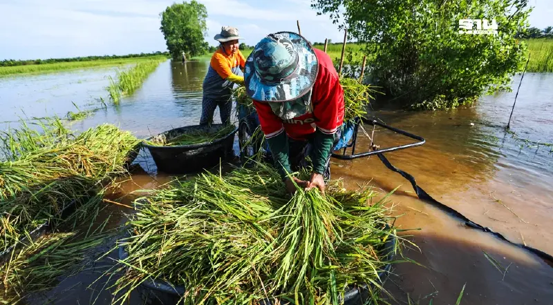 เยียวยาเกษตรกรน้ำท่วม เพิ่มเติม ครม.อัดงบกลางปี 68 อีก 1,309 ล้าน