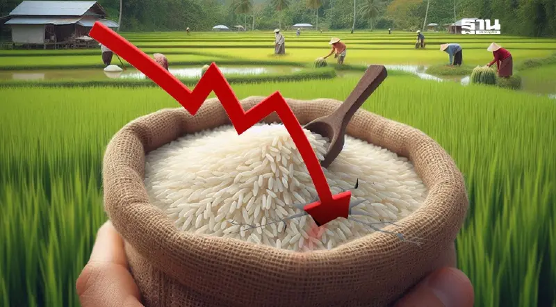 "ชาวนา”  ร้องราคาข้าวดิ่งกว่า 50%  ต้นทุนพุ่ง 7 พันต่อไร่  รัฐยังไร้เยียวยา