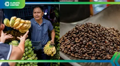 โลกร้อนคุกคาม "กล้วย กาแฟ โกโก้" อาหารหลักคนหลายร้อยล้าน