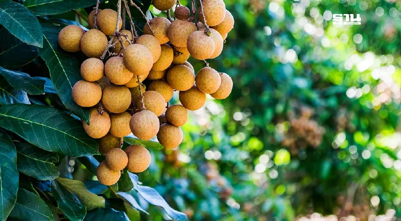 “เงินช่วยเหลือเกษตรกร” ชาวสวนลำไย จ่อชง ครม. ไร่ละ 1,400 บาทไม่เกิน 10 ไร่ “เงินช่วยเหลือเกษตรกร” ชาวสวนลำไย จ่อชง ครม. ไร่ละ 1,400 บาทไม่เกิน 10 ไร่