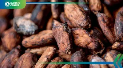 กานาเตือนผลผลิตโกโก้ลด ฝนถล่ม-โรคพืชระบาด เสี่ยงฉุดตลาดโลก