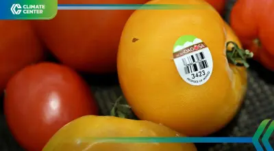 มะเขือเทศเม็กซิโกฝ่าด่านภาษีสหรัฐฯ ด้วยนวัตกรรมโรงเรือน