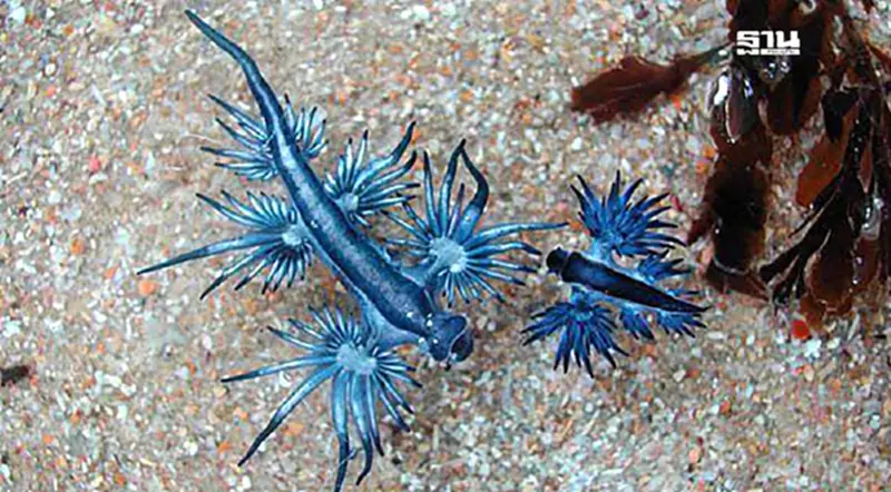 ทากทะเลสีน้ำเงิน "Blue Dragon" โผล่ภูเก็ต อันตราย ห้ามจับ ทากทะเลสีน้ำเงิน "Blue Dragon" โผล่ภูเก็ต อันตราย ห้ามจับ