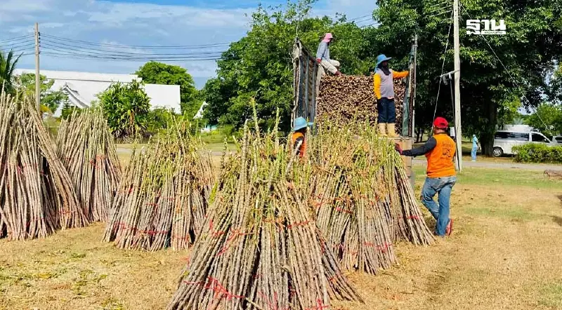 สมาคมโรงแป้งฯ รับท่อนพันธุ์ต้านโรคใบด่าง 7.2 แสนลำ กู้อุตฯ 3 แสนล้าน แจกเกษตรกร สมาคมโรงแป้งฯ รับท่อนพันธุ์ต้านโรคใบด่าง 7.2 แสนลำ กู้อุตฯ 3 แสนล้าน แจกเกษตรกร