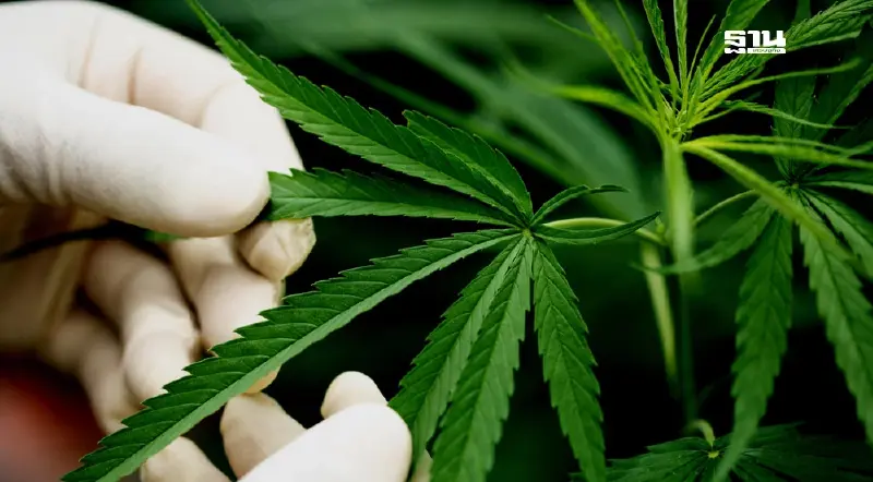 นับถอยหลังอนาคต "กัญชา" เตรียมกลับสู่บัญชี "ยาเสพติด"