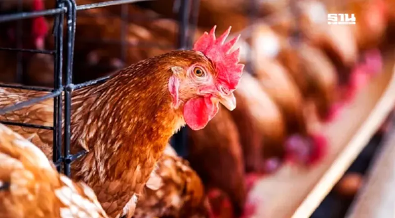 ดับฝัน 3 รายใหม่นำเข้าพ่อแม่พันธุ์ไก่ไข่ หลังบริษัทฉีกสัญญารับจ้างเลี้ยง ดับฝัน 3 รายใหม่นำเข้าพ่อแม่พันธุ์ไก่ไข่ หลังบริษัทฉีกสัญญารับจ้างเลี้ยง