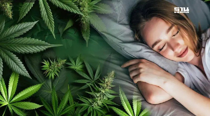 เผยผลการศึกษา "กัญชา” ทางเลือกรักษาปัญหานอนไม่หลับ มีทั้งข้อดี-ข้อเสีย