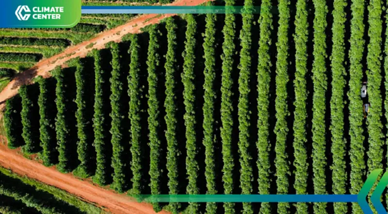 ภาษีสหรัฐฯ 50% กระทบกาแฟ–น้ำส้ม–เอทานอลบราซิล สวนทาง Net Zero ภาษีสหรัฐฯ 50% กระทบกาแฟ–น้ำส้ม–เอทานอลบราซิล สวนทาง Net Zero