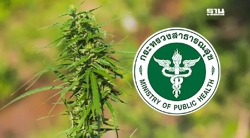 สธ. ลุยอบรมเข้ม 6 กลุ่มวิชาชีพ-หมอพื้นบ้าน สั่งจ่าย 'ช่อดอกกัญชา'