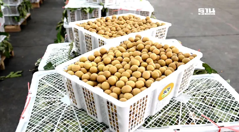 พาณิชย์ ตั้งวอร์รูมแก้ "ลำไยล้นตลาด" คลอดมาตรการระบายผลผลิต 9.5 แสนตัน พาณิชย์ ตั้งวอร์รูมแก้ "ลำไยล้นตลาด" คลอดมาตรการระบายผลผลิต 9.5 แสนตัน