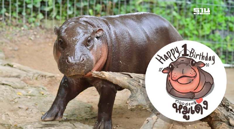 .เบิร์ดเดย์ “หมูเด้ง” 1 ขวบ สวนสัตว์เปิดเขาเขียว ชวนเด็กเที่ยวฟรี 10–13 ก.ค.นี้.