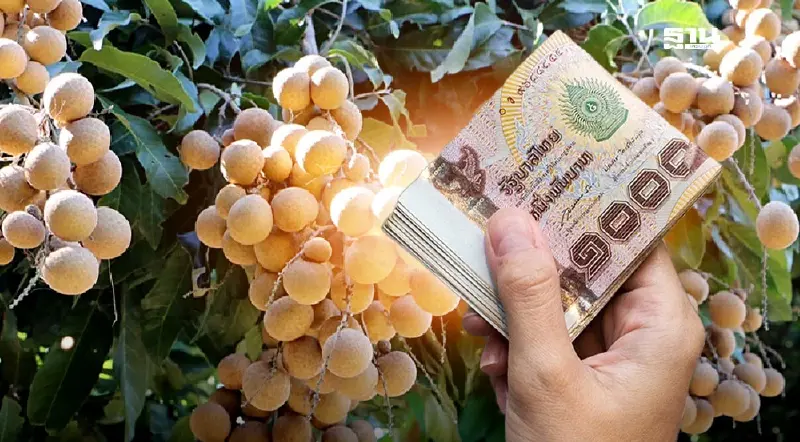 มาตรการแจกเงิน ไร่ละ 1,400 บาท ผู้ปลูกลำไย 2568 พร้อมชงครม.