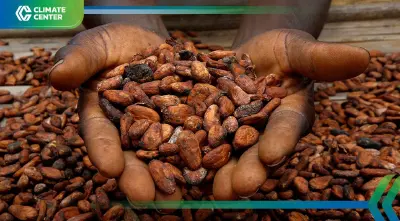 UAE งัดกลยุทธ์ ดันช็อกโกแลต ฝ่าวิกฤตราคาโกโก้พุ่งทั่วโลก