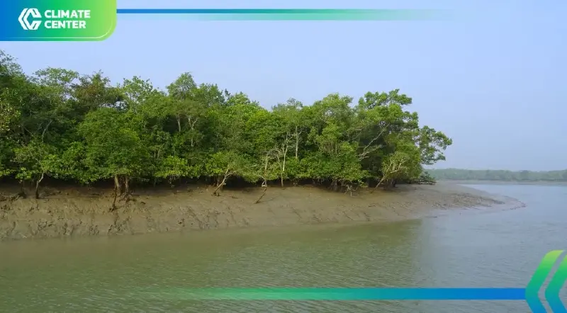 ป่าชายเลนโลกเสี่ยงหาย 25% ใน 50 ปี ไทยถูกกดดันจากการพัฒนา-น้ำเค็ม