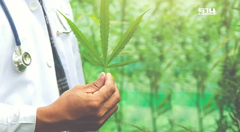 กรมการแพทย์แผนไทย แจงขั้นตอนรับรอง กัญชาทางการแพทย์ มาตรฐาน GACP 