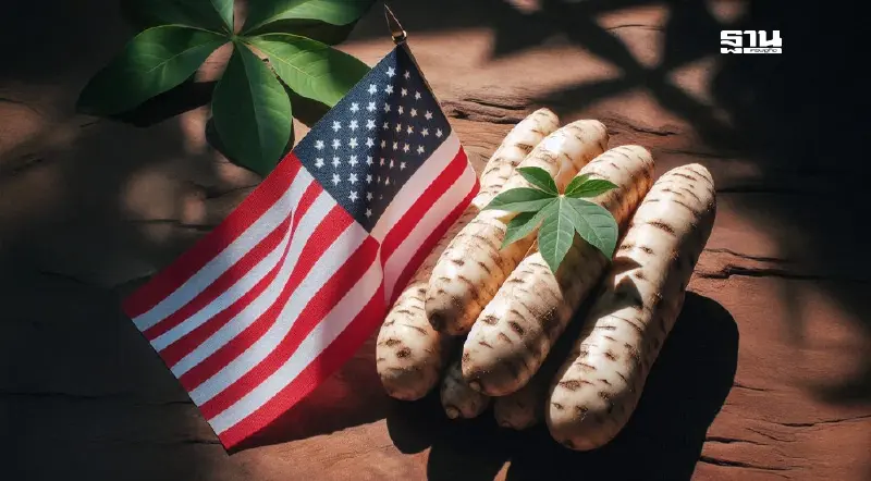 ธุรกิจมันสำปะหลัง ผวา! สหรัฐฯ เก็บภาษี 36% เสี่ยงเสียตลาดส่งออก 1,948 ล้าน