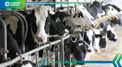 คลื่นความร้อนรุนแรง เสี่ยงฉุดการผลิตน้ำนมทั่วโลกลดลง