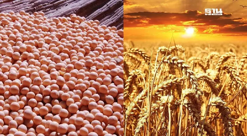 เช็คลิสต์ภาษีนำเข้าอาหารสัตว์ไทย นับถอยหลังเปิดภาษี 0% ให้สินค้าสหรัฐ