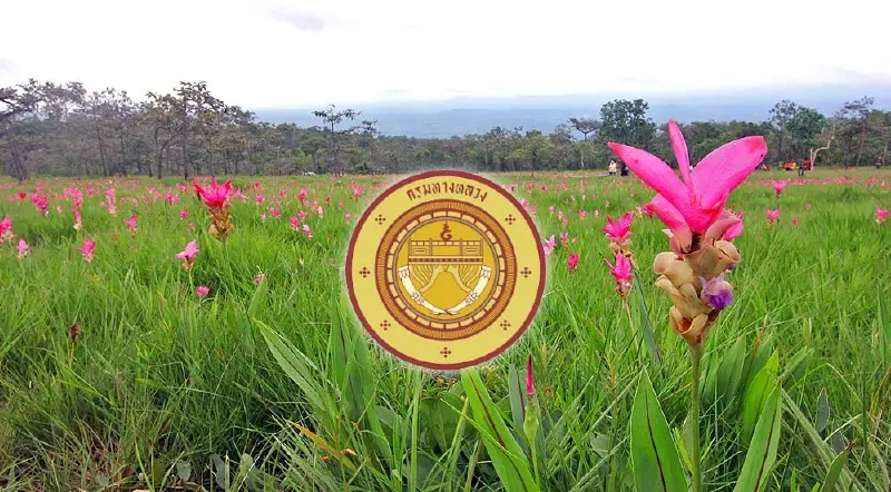 "ทางหลวง" เปิดแนวเส้นทางชม "ทุ่งดอกกะเจียว-2 อุทยาน จ.ชัยภูมิ" รับฤดูฝน "ทางหลวง" เปิดแนวเส้นทางชม "ทุ่งดอกกะเจียว-2 อุทยาน จ.ชัยภูมิ" รับฤดูฝน