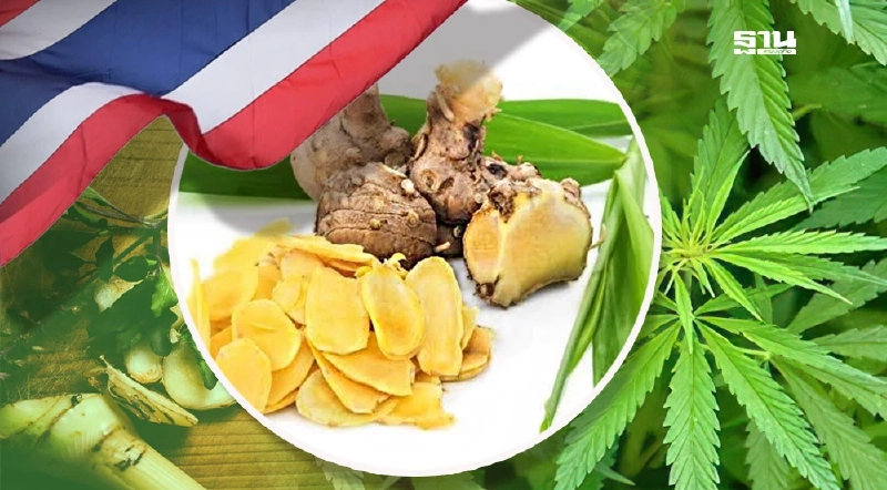 ขมิ้นชัน กัญชา กระชายดำ กระท่อม กัญชา ไพล สร้างมูลค่า 3.5 พันล้าน ขมิ้นชัน กัญชา กระชายดำ กระท่อม กัญชา ไพล สร้างมูลค่า 3.5 พันล้าน